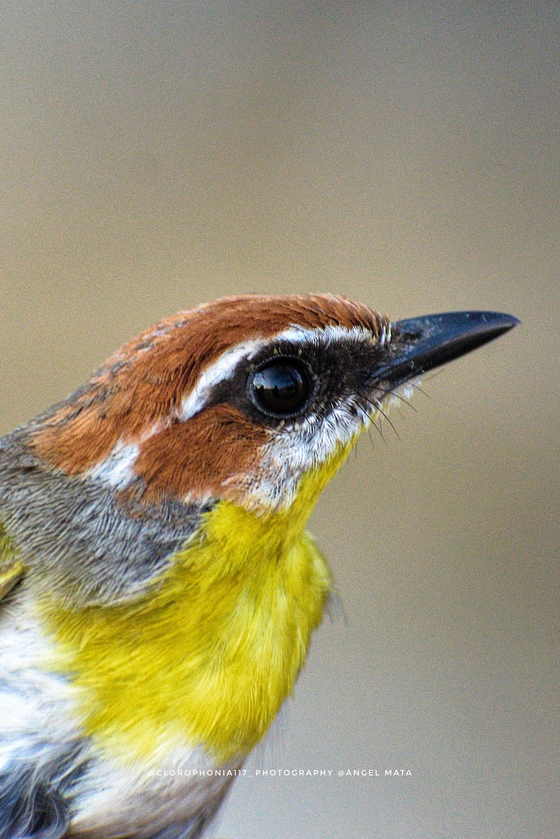 Rufous-capped Warbler - ML618218884