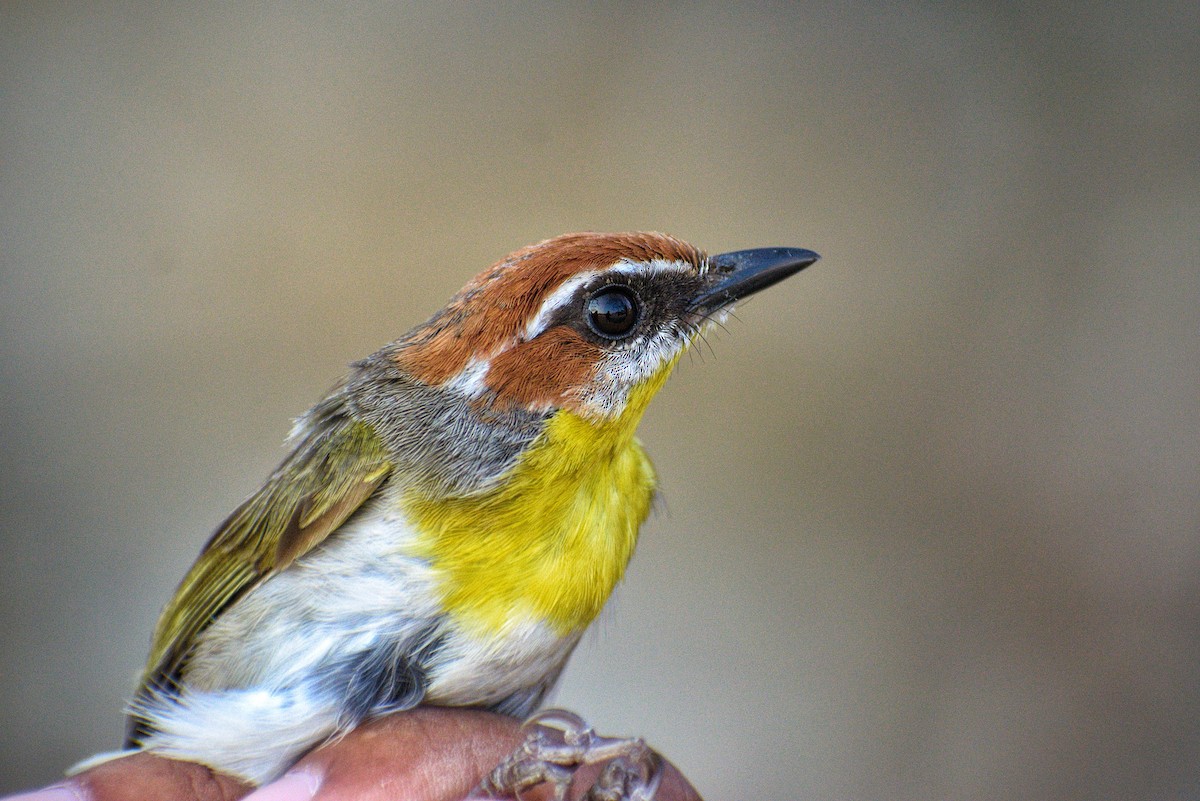 Rufous-capped Warbler - ML618218889