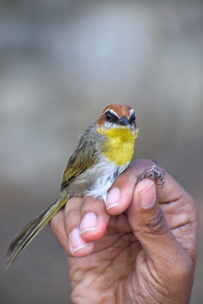 Rufous-capped Warbler - ML618218892