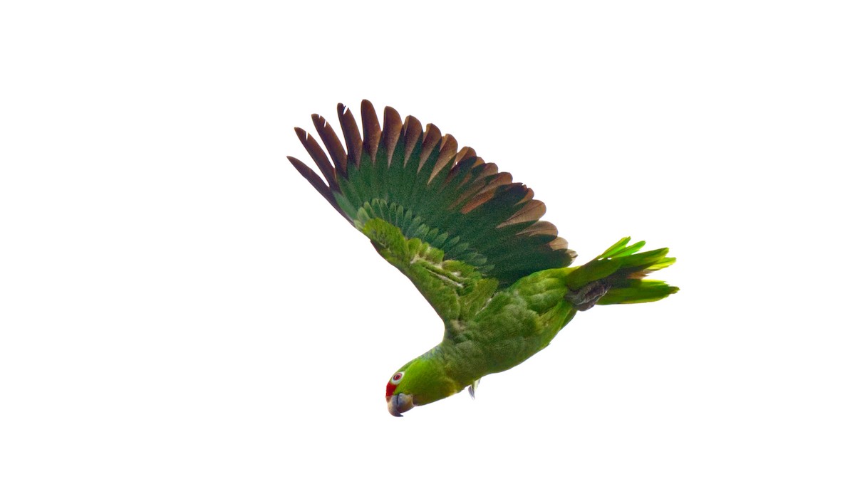 Red-lored Parrot - ML618218944