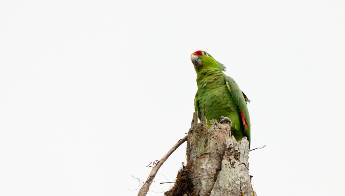 Red-lored Parrot - ML618218945