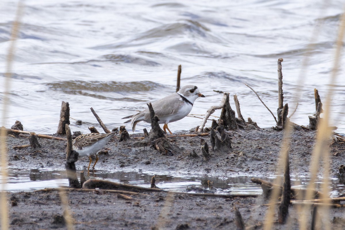 Piping Plover - Tobin Brown