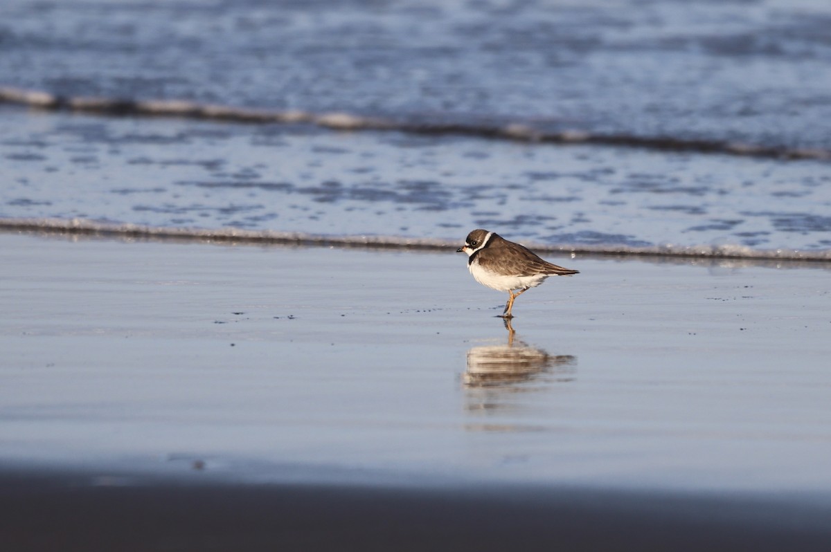 Semipalmated Plover - ML618218985