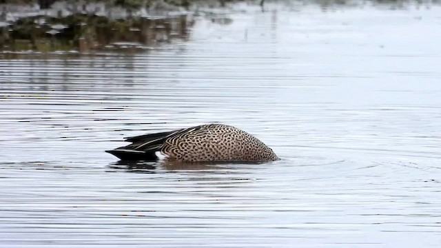 Blue-winged Teal - ML618218997