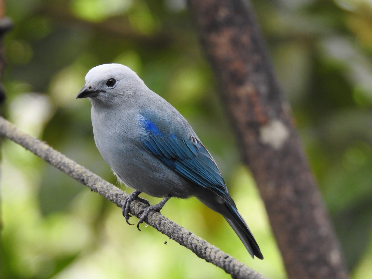 Blue-gray Tanager - ML618219013