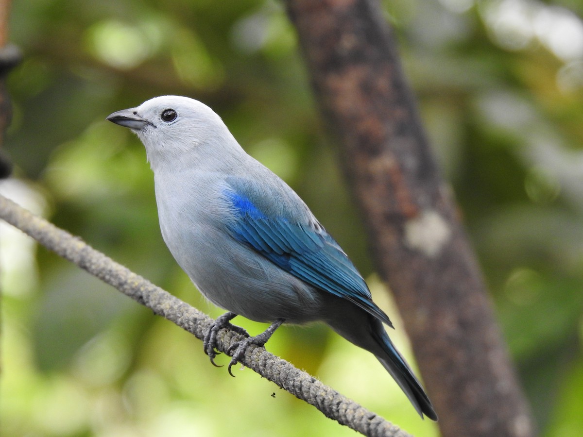 Blue-gray Tanager - ML618219014