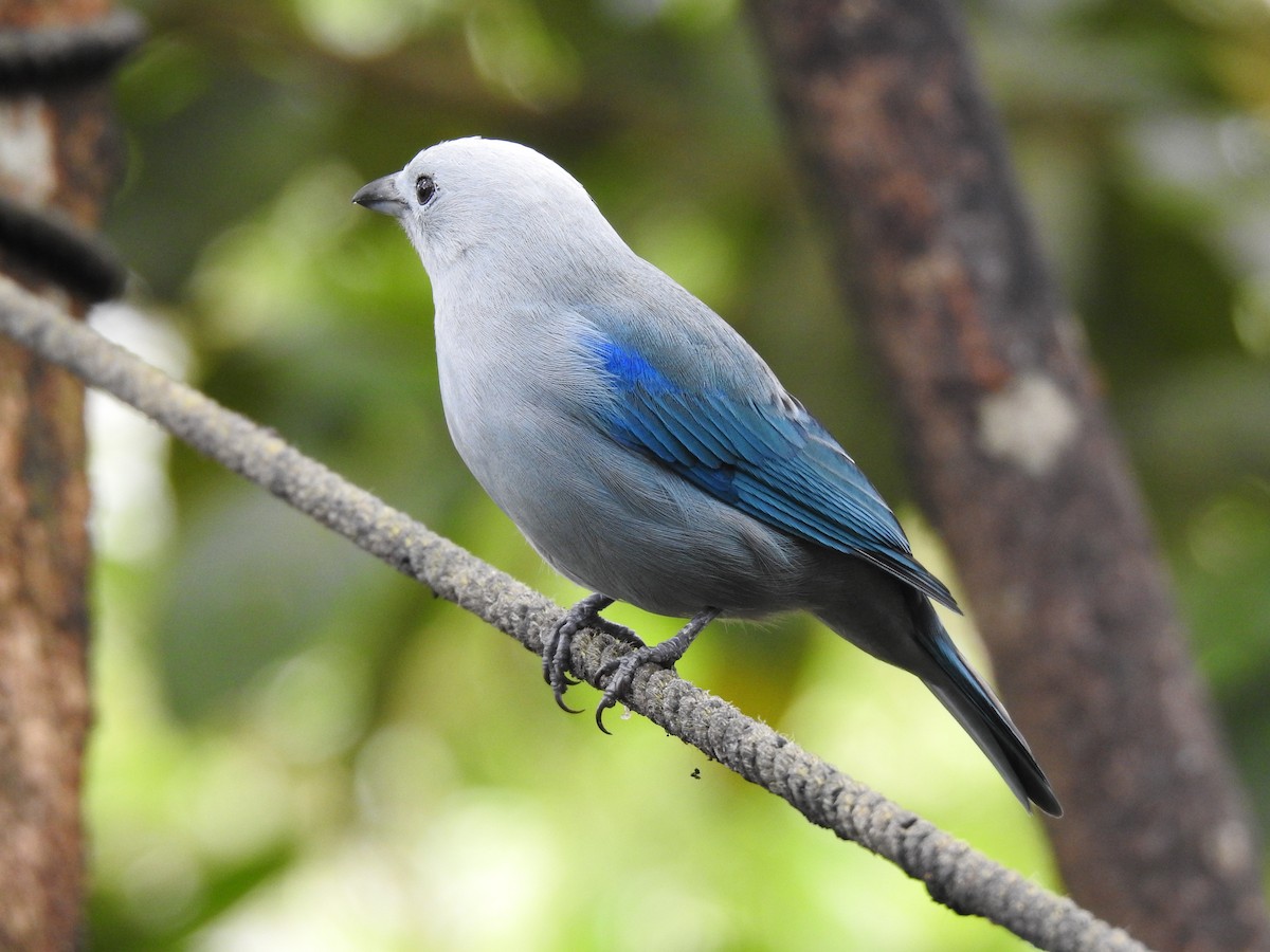 Blue-gray Tanager - ML618219015