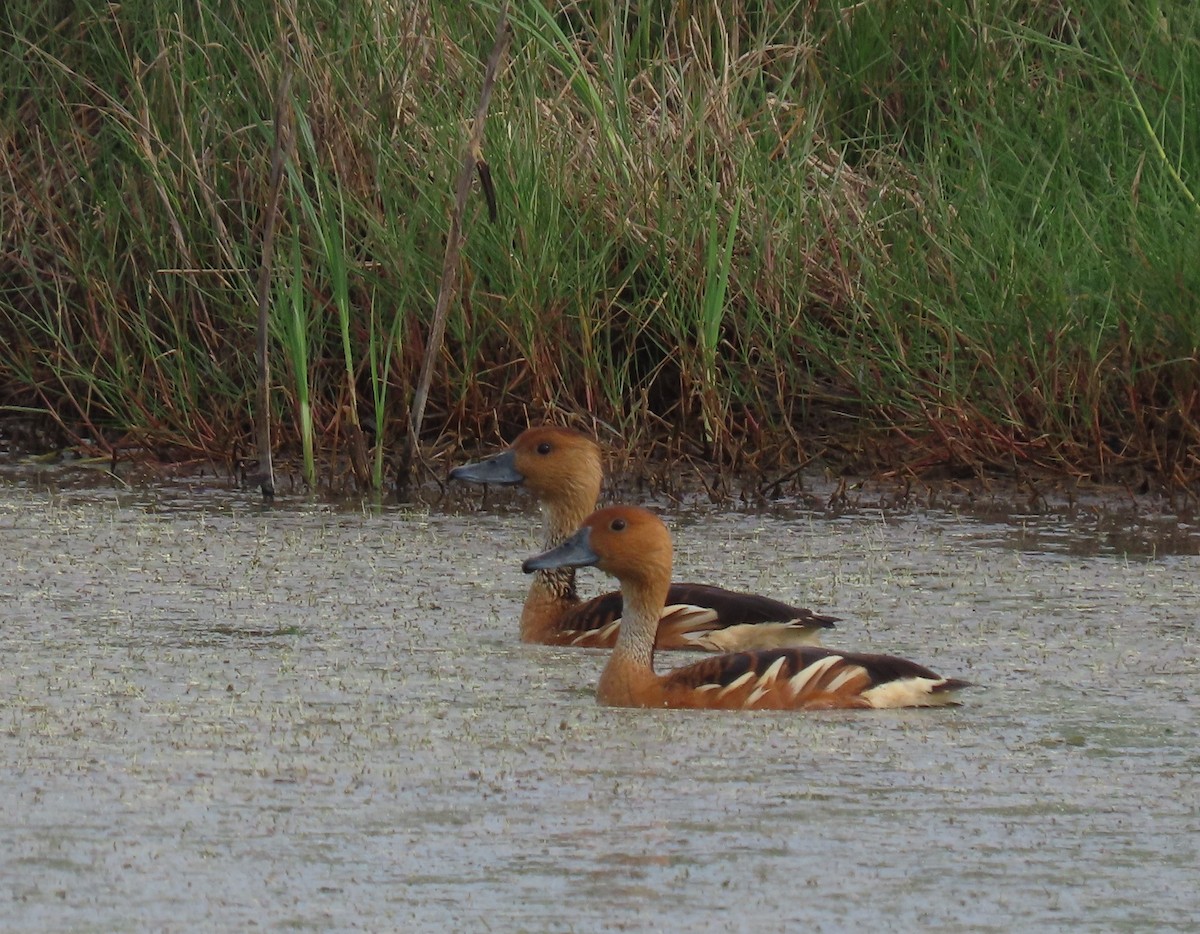 Fulvous Whistling-Duck - ML618219017