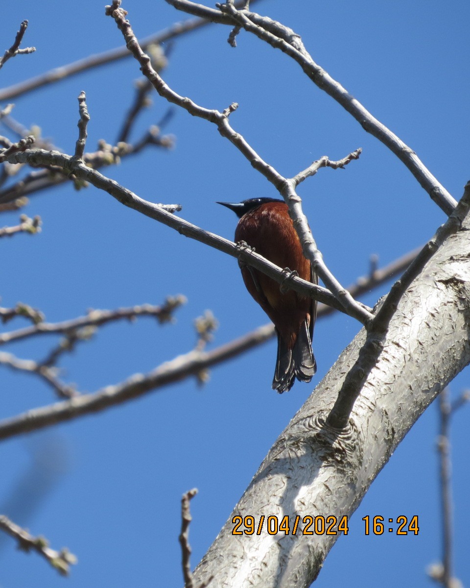 Orchard Oriole - ML618219037