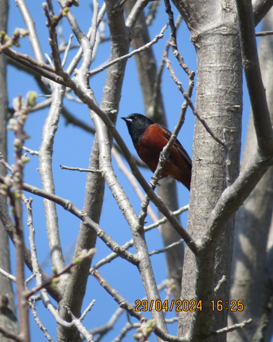 Orchard Oriole - ML618219045