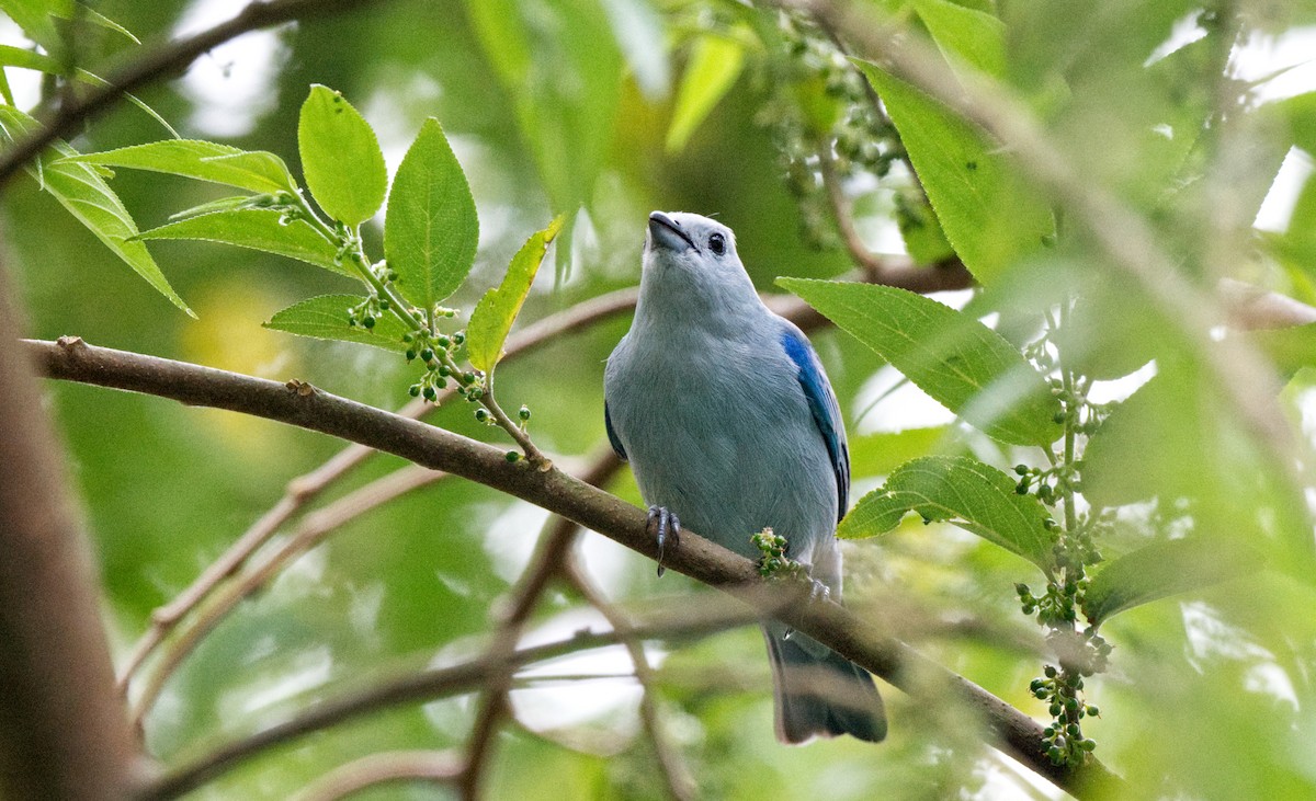 Blue-gray Tanager - Travis Vance