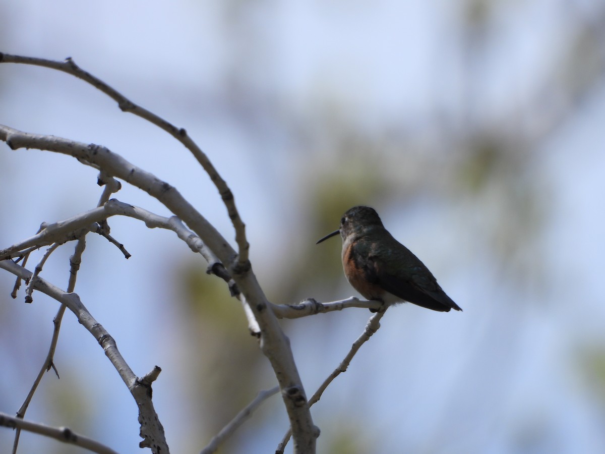 Broad-tailed Hummingbird - ML618219074