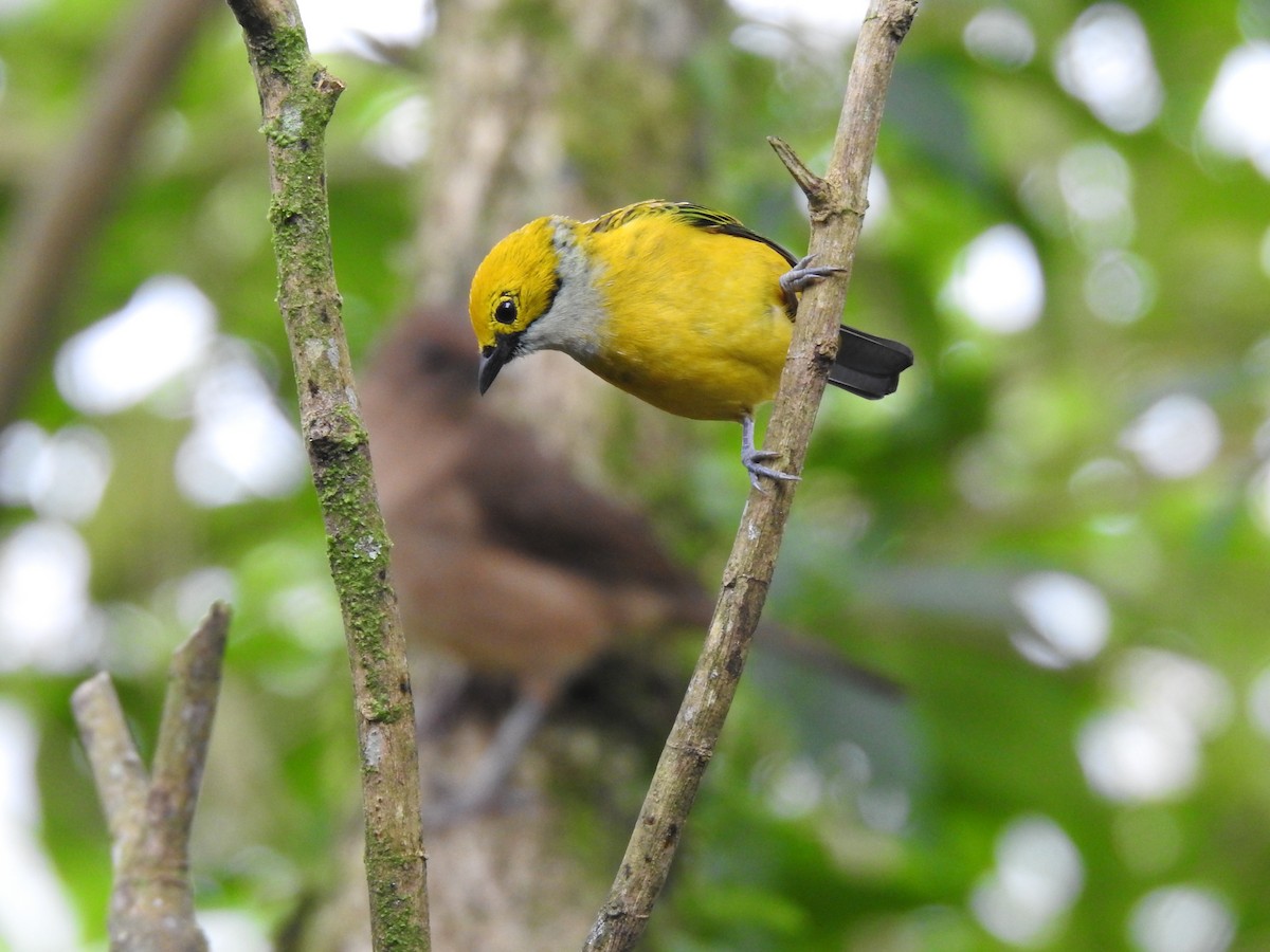 Silver-throated Tanager - Erick Barbato