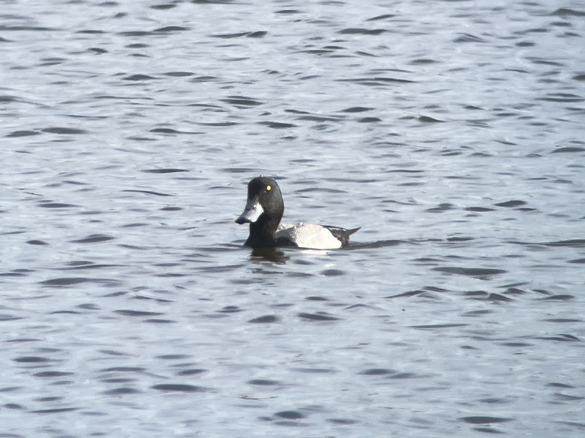 Greater Scaup - ML618219128