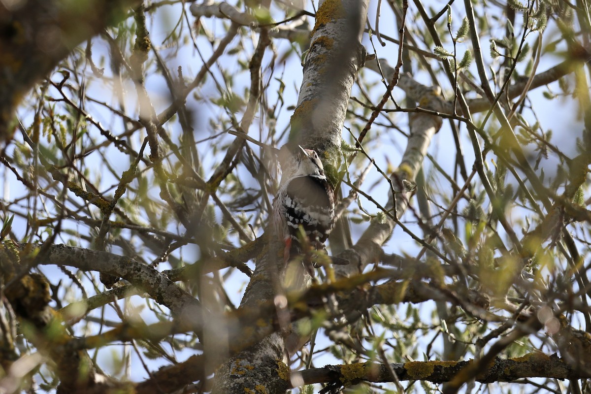 White-backed Woodpecker - ML618219139