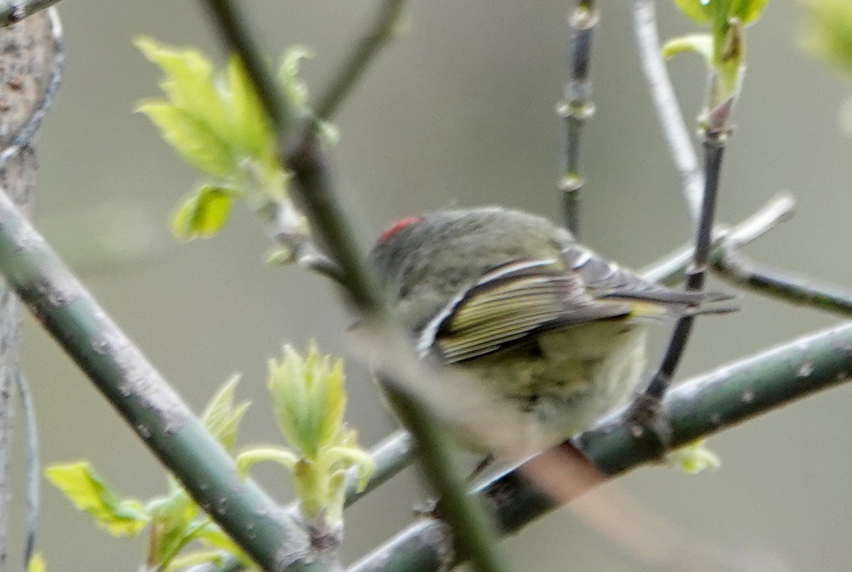 Ruby-crowned Kinglet - Peter Blancher