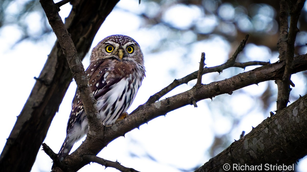 Pearl-spotted Owlet - ML618219217