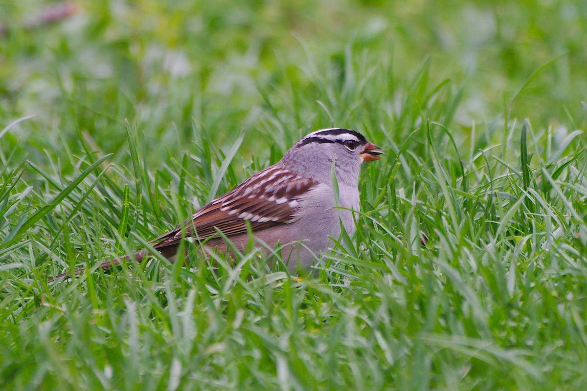 White-crowned Sparrow - Rick Beaudon