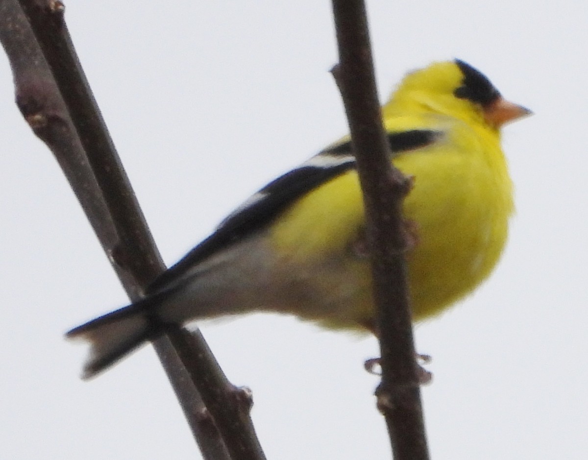 American Goldfinch - alan murray