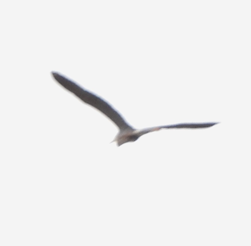 Great Blue Heron - alan murray