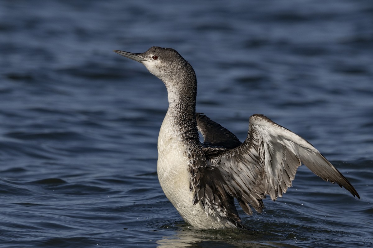 Red-throated Loon - ML618219387
