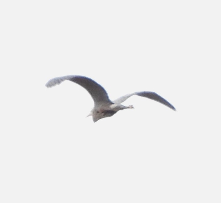 Great Blue Heron - alan murray