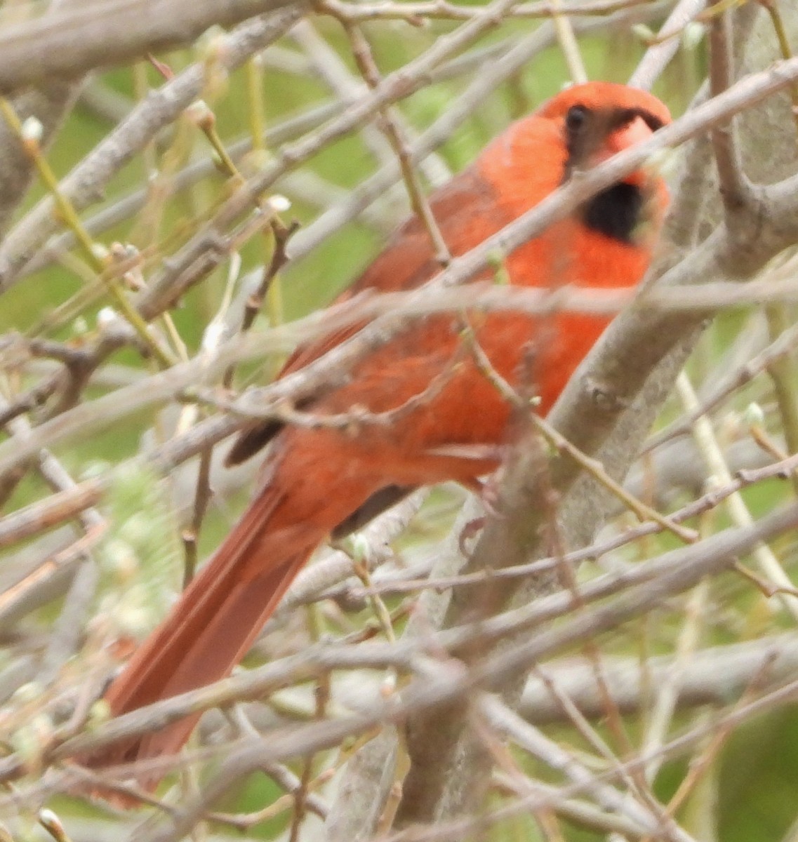 Northern Cardinal - alan murray