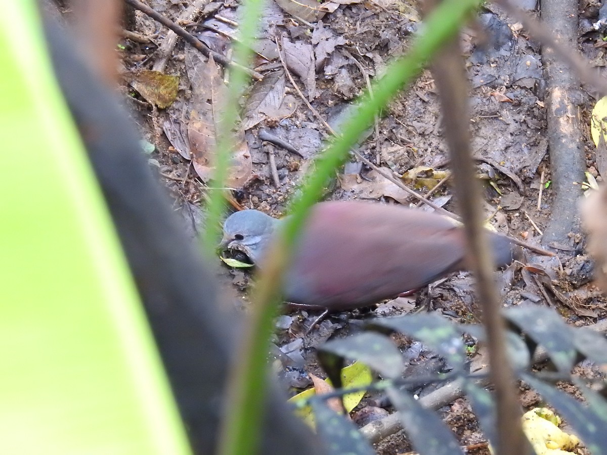 Buff-fronted Quail-Dove - ML618219414