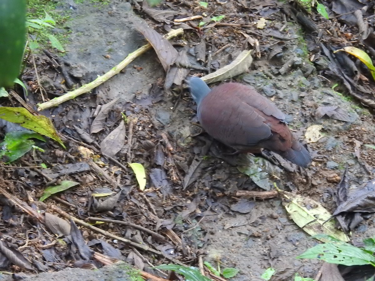 Buff-fronted Quail-Dove - ML618219415