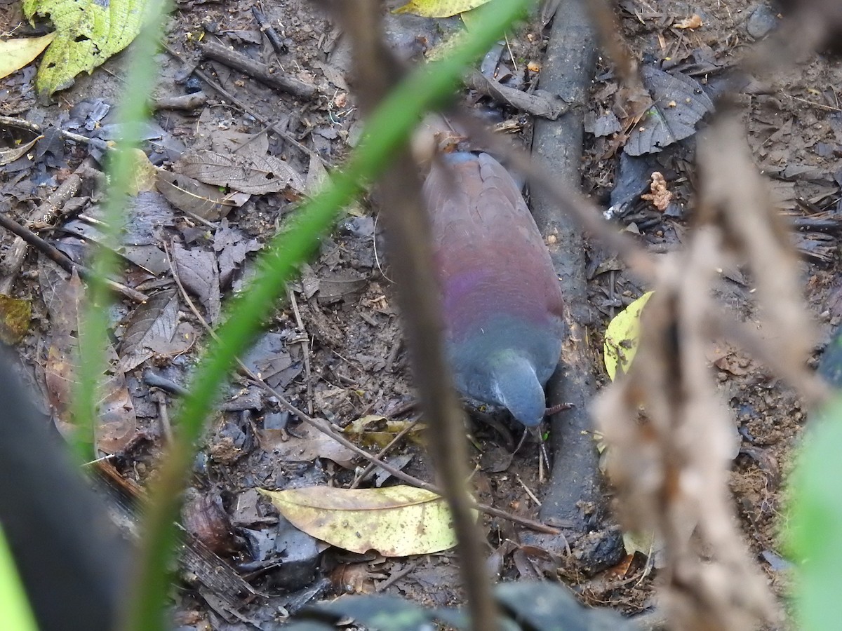 Buff-fronted Quail-Dove - ML618219416