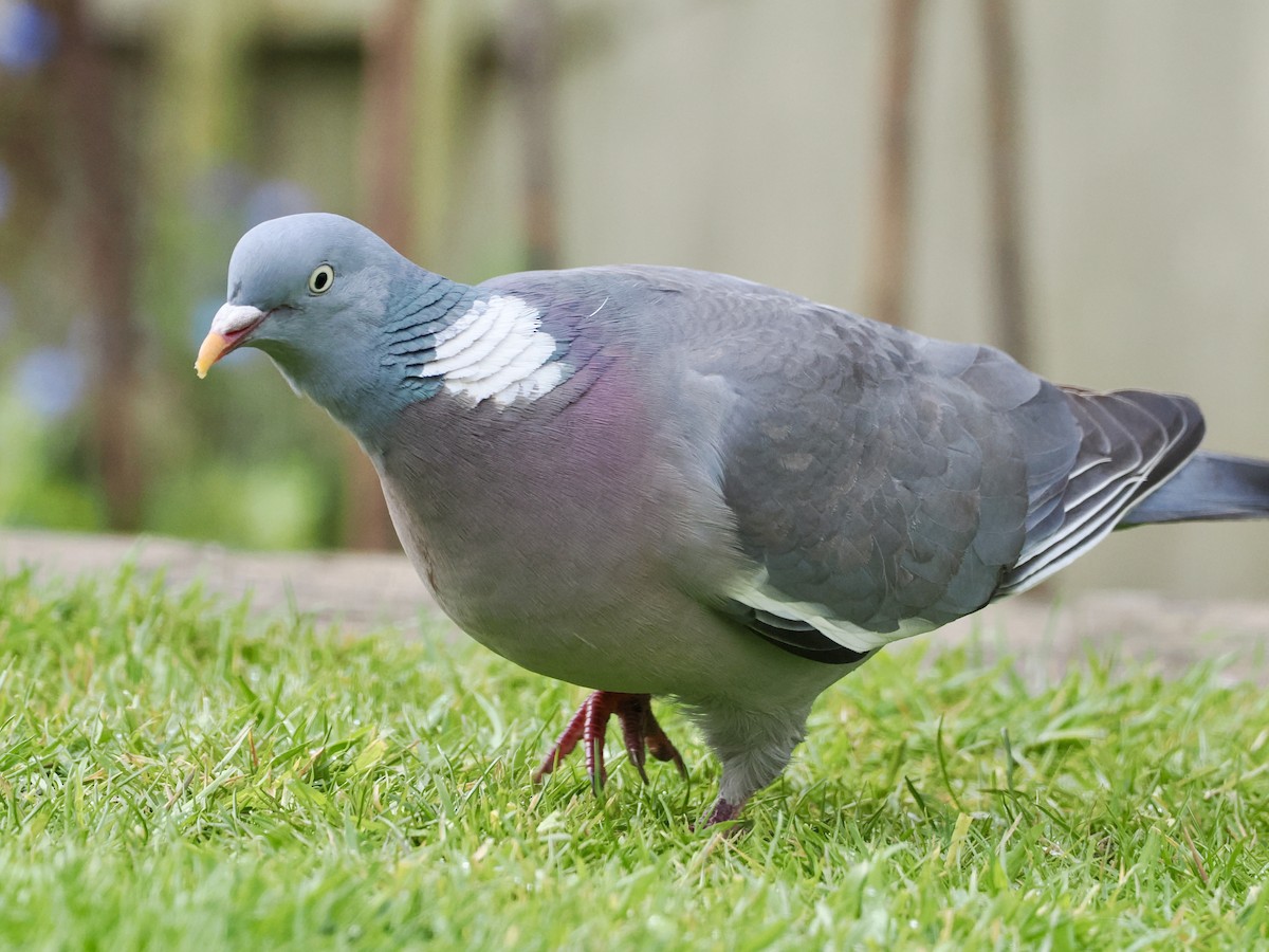 Common Wood-Pigeon - ML618219440