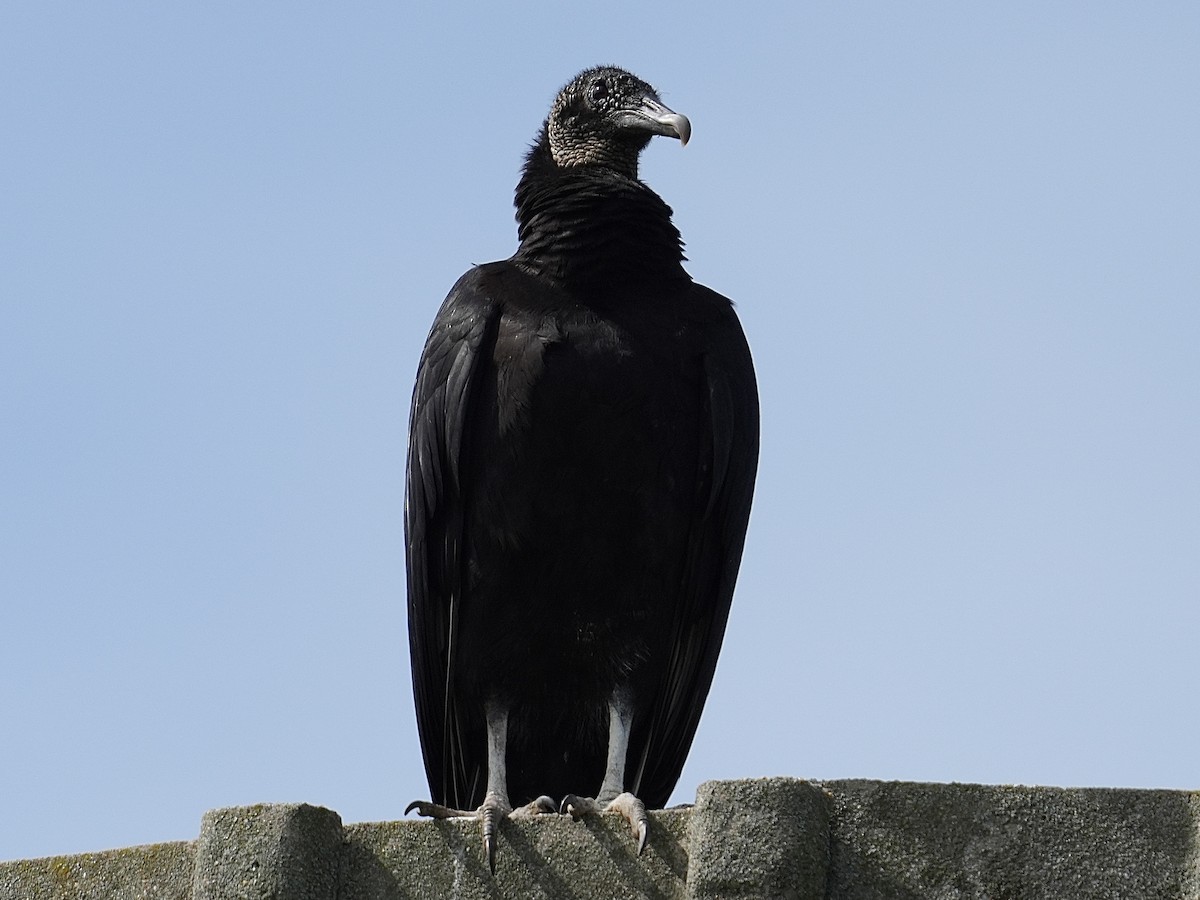 Black Vulture - Stacy Rabinovitz