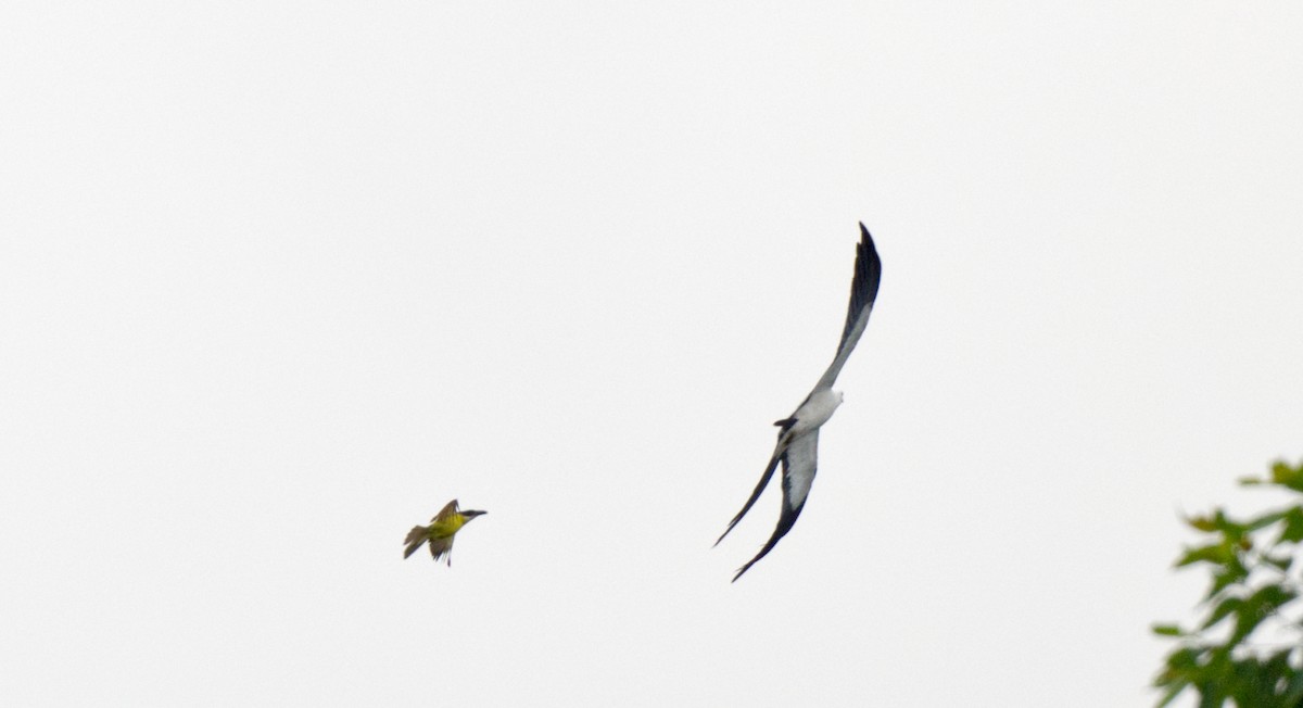 Swallow-tailed Kite - Travis Vance