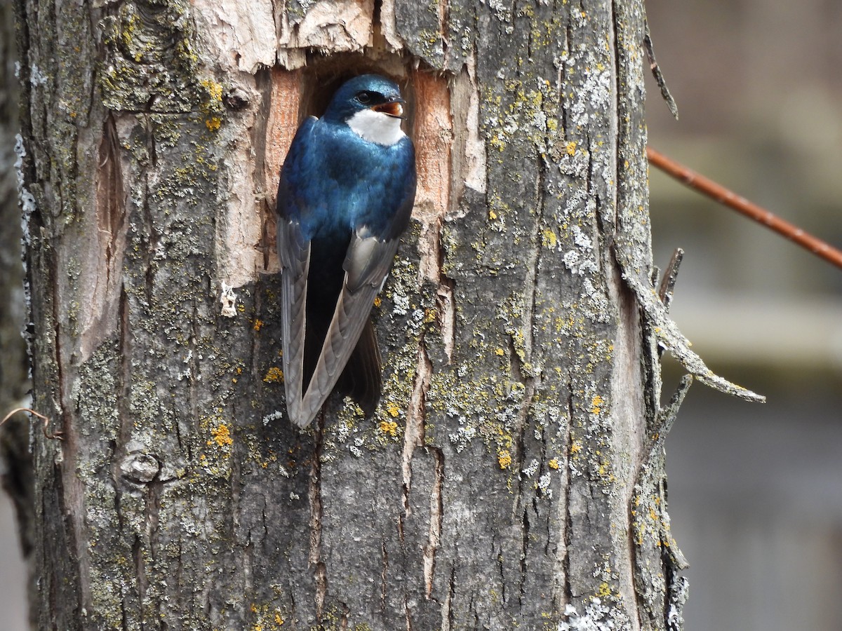 Tree Swallow - Michelle Bélanger