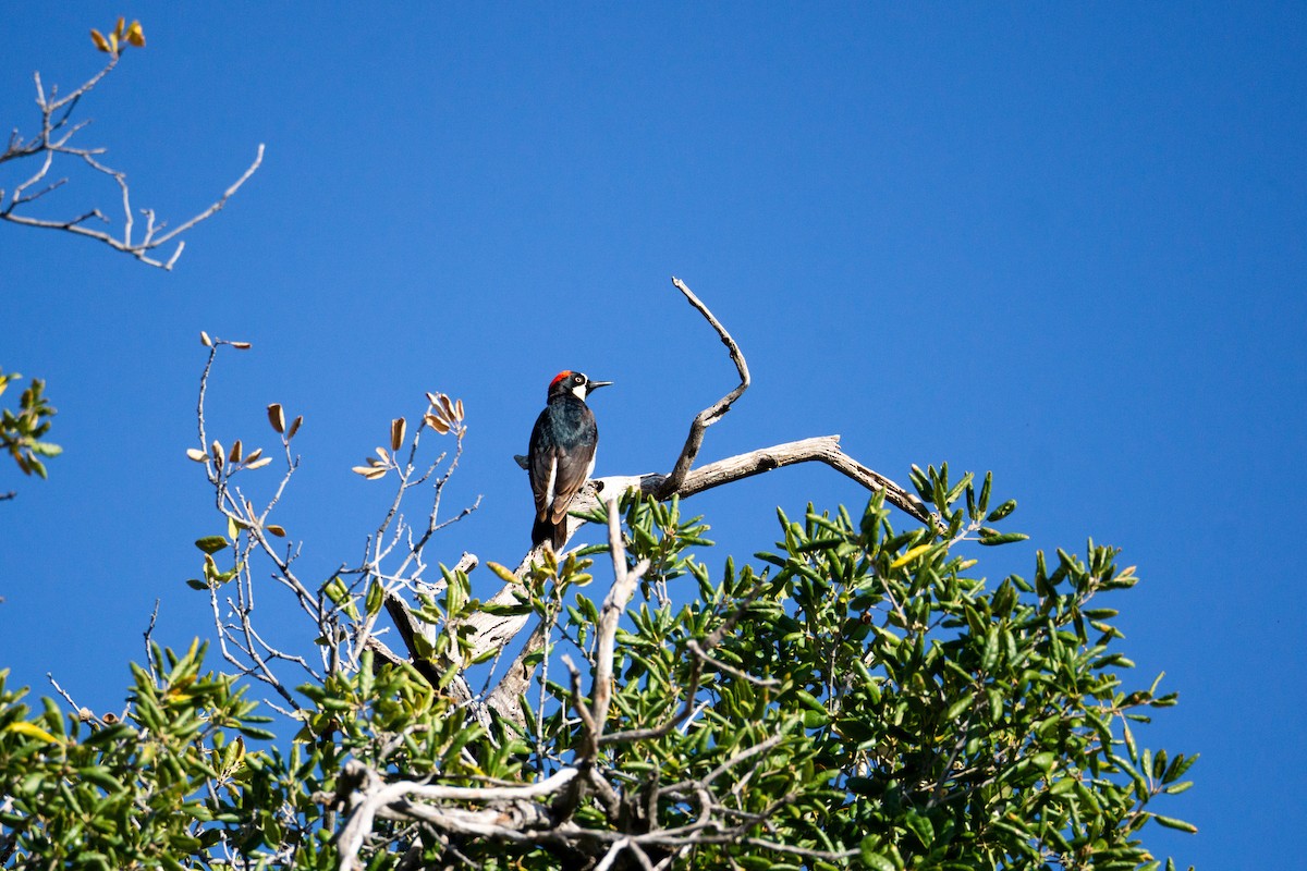 Acorn Woodpecker - Anthea Barrera leal