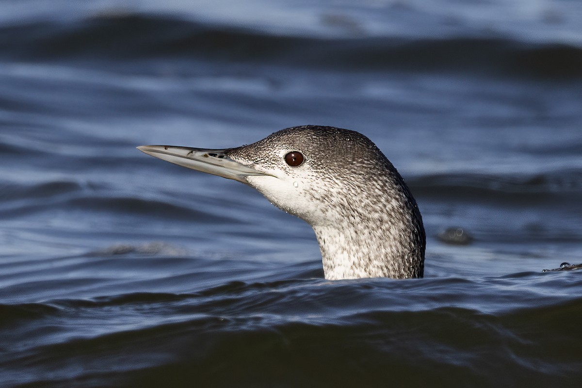 Red-throated Loon - J Tanner