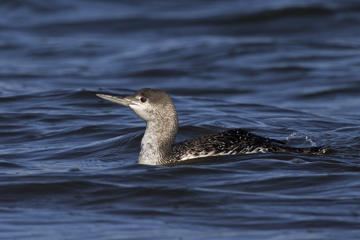 Red-throated Loon - J Tanner