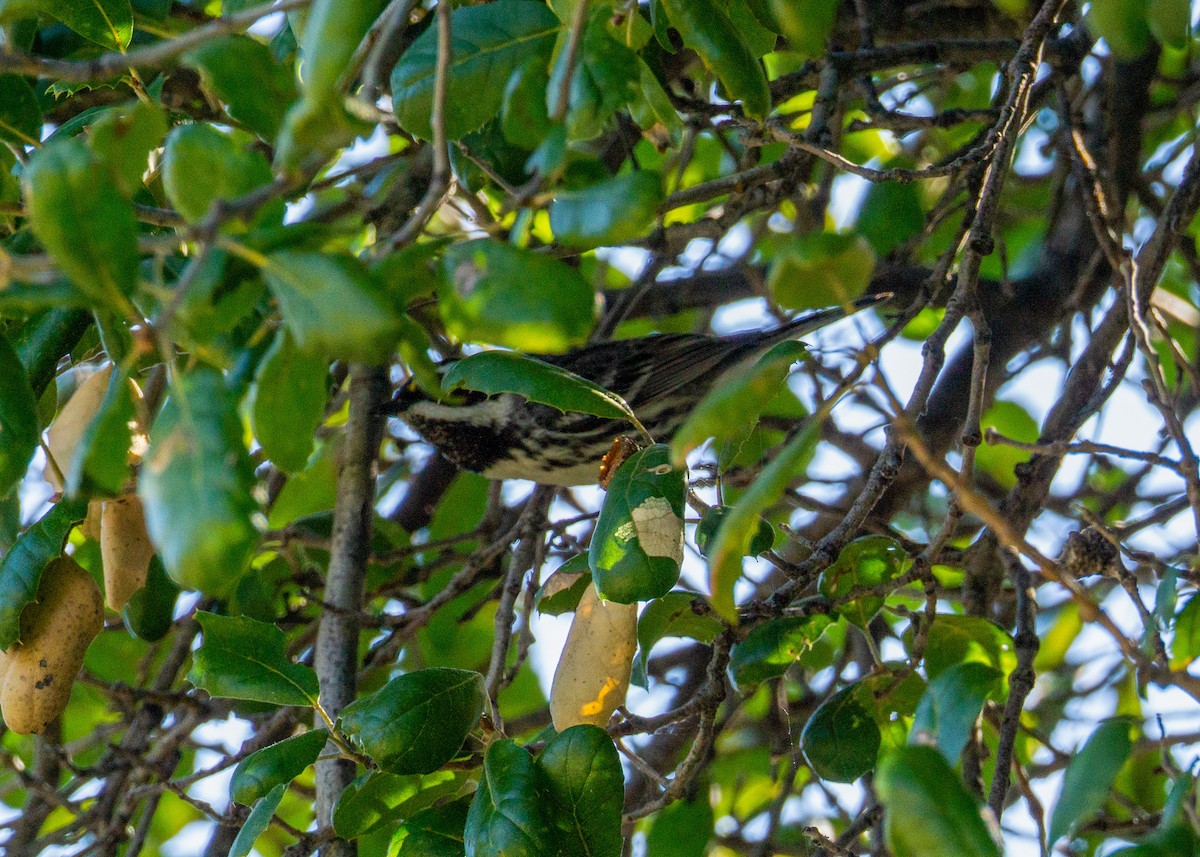 Black-throated Gray Warbler - Anthea Barrera leal