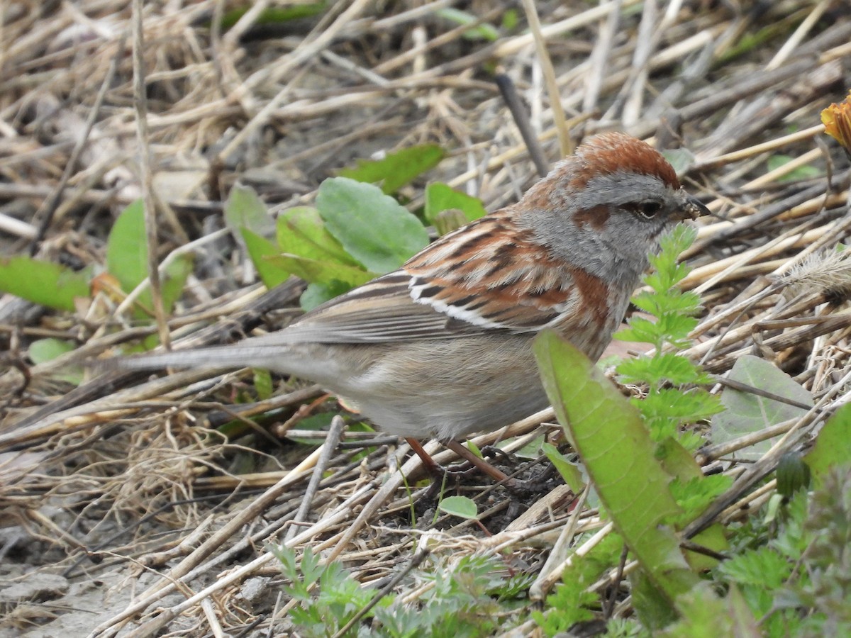 American Tree Sparrow - ML618219643