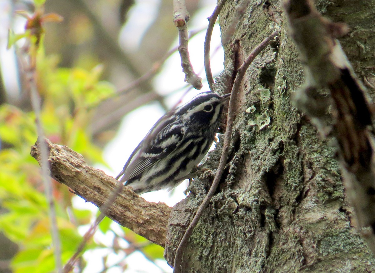Black-and-white Warbler - ML618219661