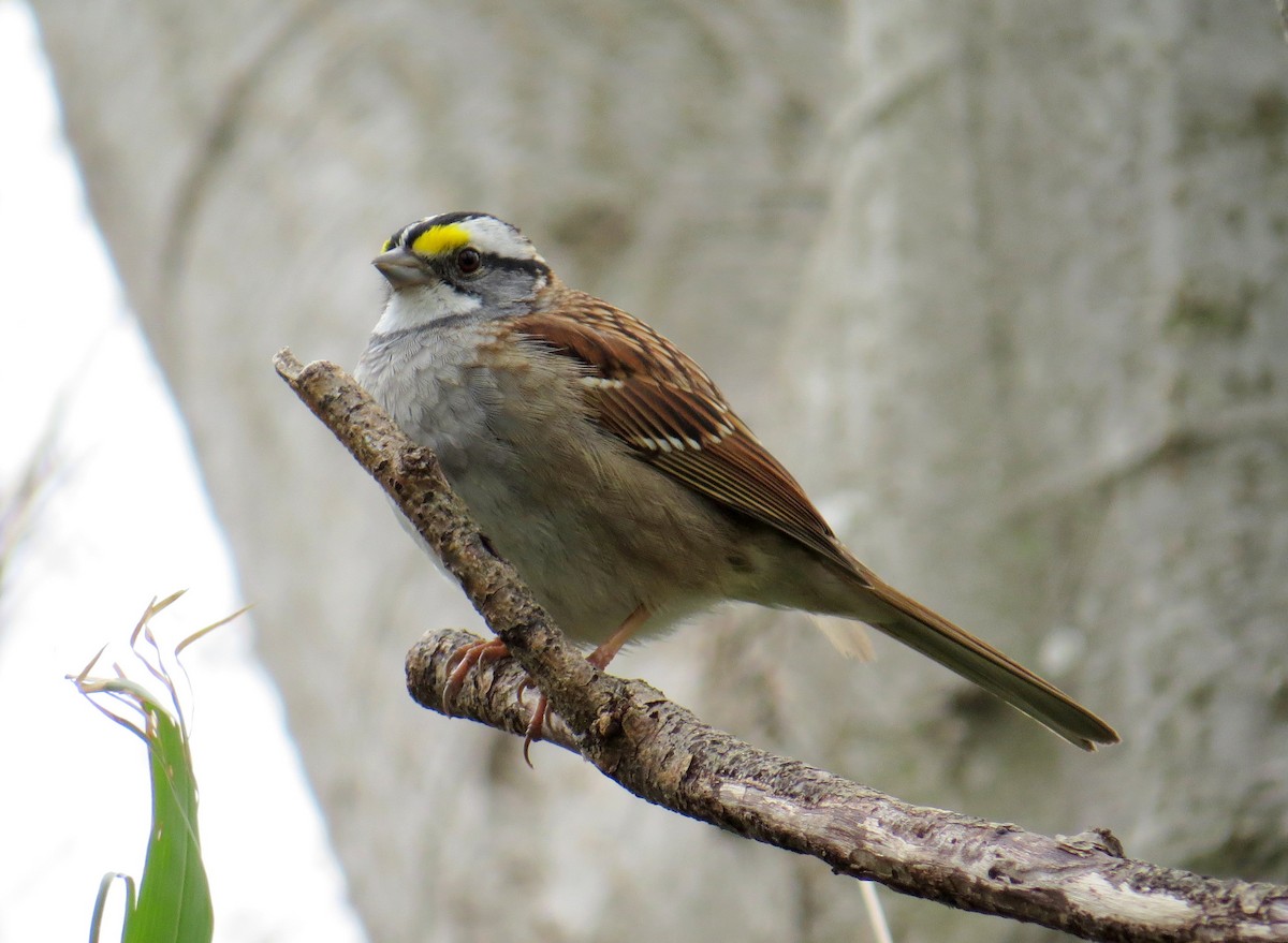 White-throated Sparrow - Sergey Pavlov