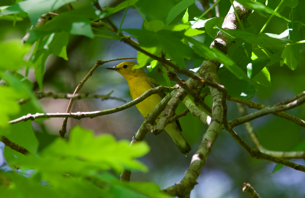 Prothonotary Warbler - Heather Buttonow