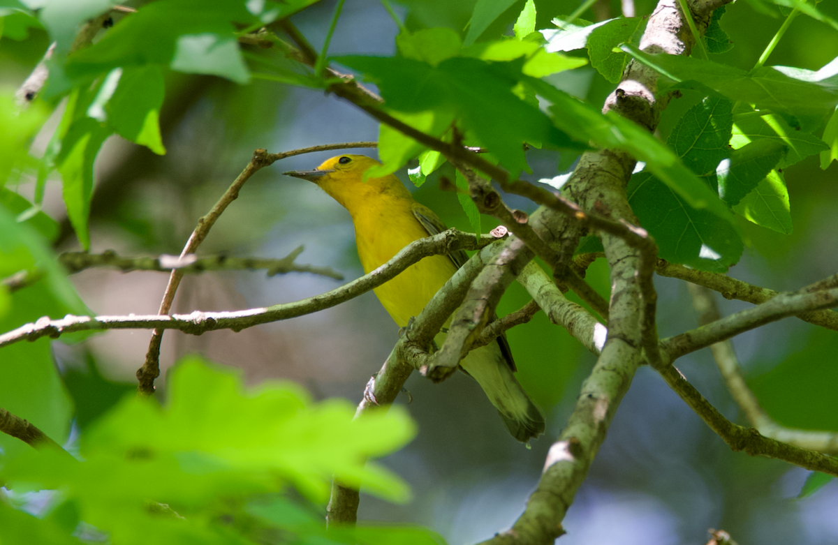 Prothonotary Warbler - Heather Buttonow