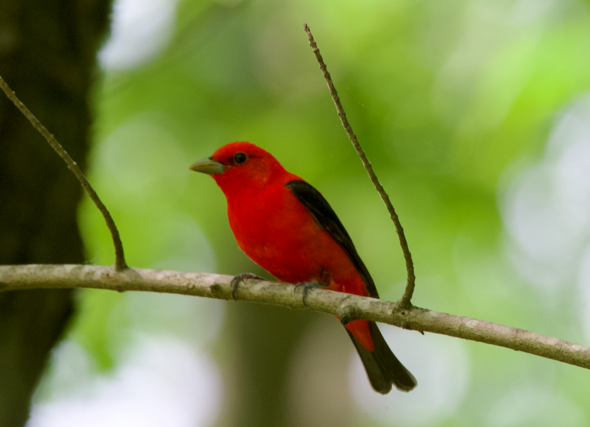 Scarlet Tanager - ML618219698