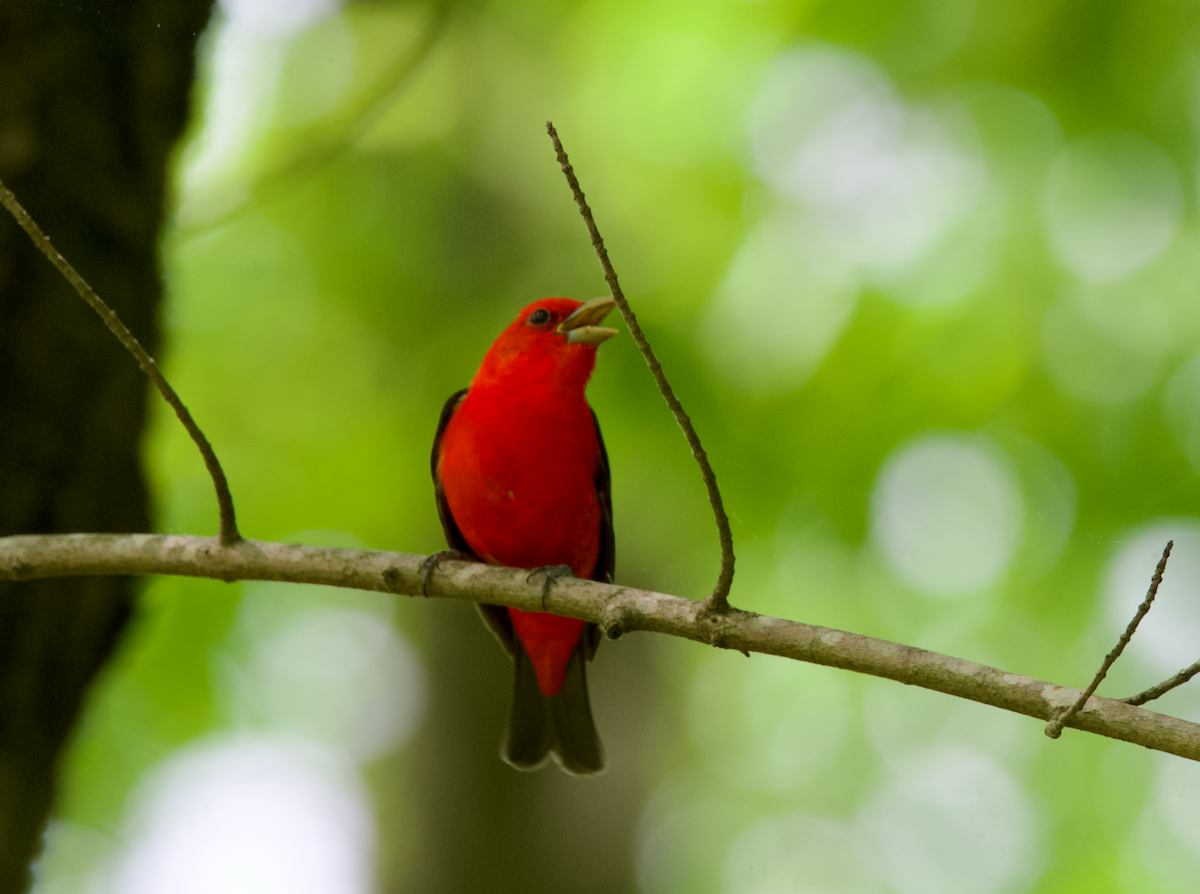 Scarlet Tanager - ML618219699