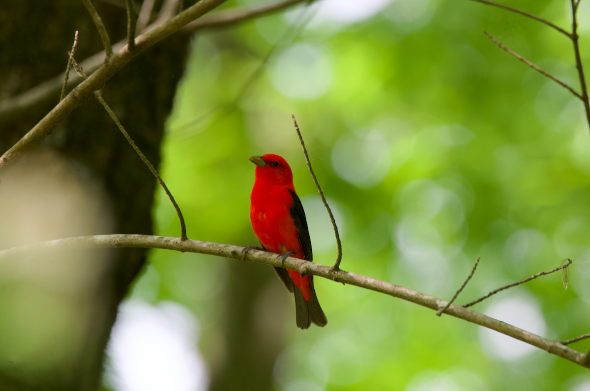 Scarlet Tanager - ML618219703