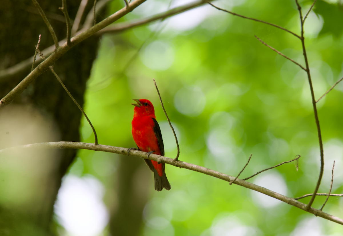 Scarlet Tanager - ML618219704