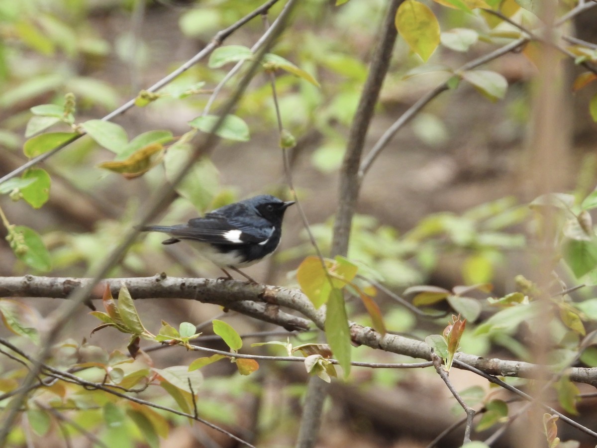 Black-throated Blue Warbler - Peter L