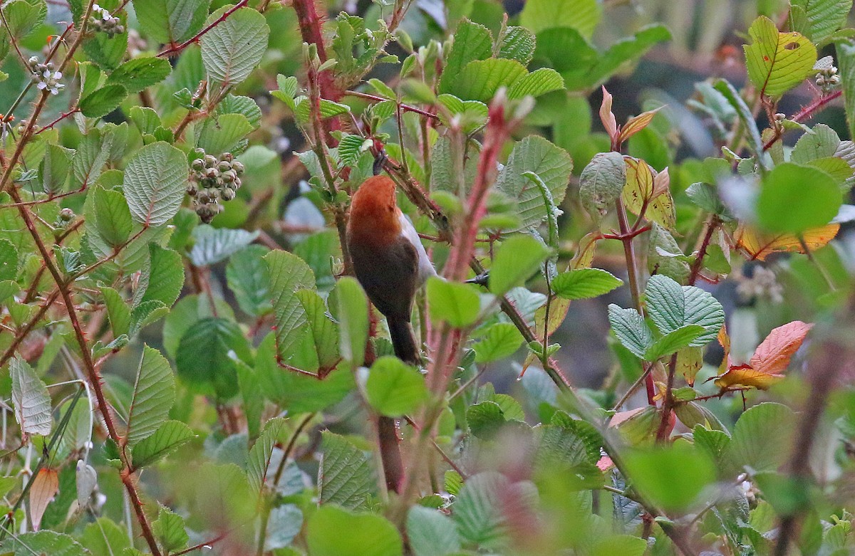 White-breasted Parrotbill - Michael Bird