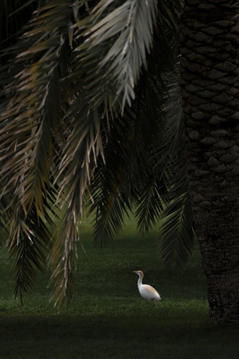 Египетская цапля (ibis) - ML618219738